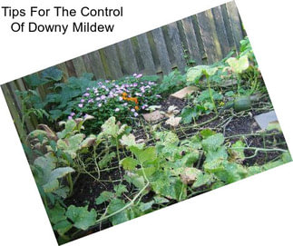 Tips For The Control Of Downy Mildew