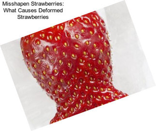 Misshapen Strawberries: What Causes Deformed Strawberries