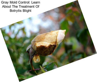 Gray Mold Control: Learn About The Treatment Of Botrytis Blight
