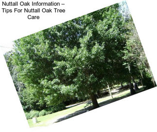 Nuttall Oak Information – Tips For Nuttall Oak Tree Care