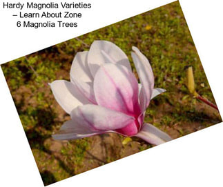 Hardy Magnolia Varieties – Learn About Zone 6 Magnolia Trees