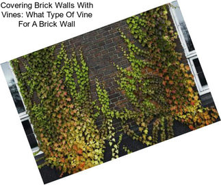 Covering Brick Walls With Vines: What Type Of Vine For A Brick Wall