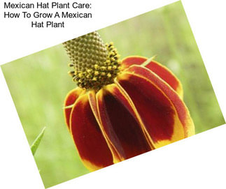 Mexican Hat Plant Care: How To Grow A Mexican Hat Plant