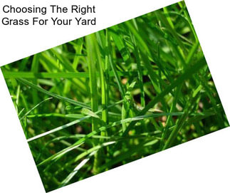 Choosing The Right Grass For Your Yard