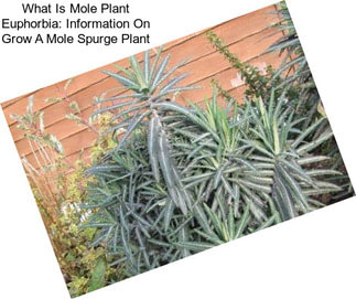 What Is Mole Plant Euphorbia: Information On Grow A Mole Spurge Plant