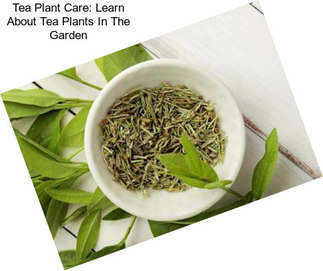 Tea Plant Care: Learn About Tea Plants In The Garden