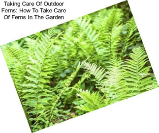 Taking Care Of Outdoor Ferns: How To Take Care Of Ferns In The Garden