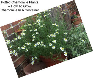 Potted Chamomile Plants – How To Grow Chamomile In A Container