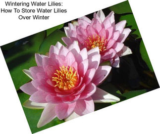 Wintering Water Lilies: How To Store Water Lilies Over Winter