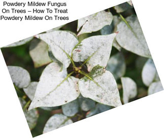 Powdery Mildew Fungus On Trees – How To Treat Powdery Mildew On Trees