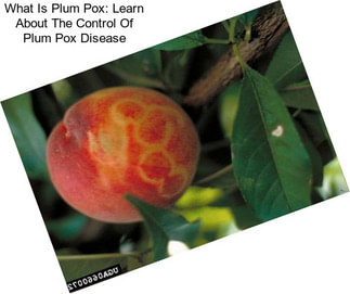 What Is Plum Pox: Learn About The Control Of Plum Pox Disease