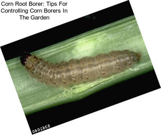 Corn Root Borer: Tips For Controlling Corn Borers In The Garden