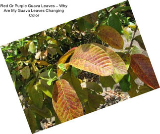 Red Or Purple Guava Leaves – Why Are My Guava Leaves Changing Color