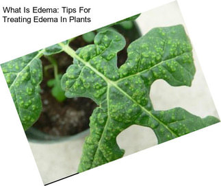 What Is Edema: Tips For Treating Edema In Plants