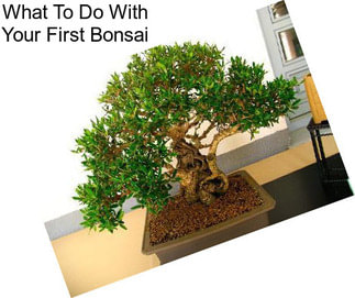 What To Do With Your First Bonsai