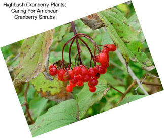 Highbush Cranberry Plants: Caring For American Cranberry Shrubs