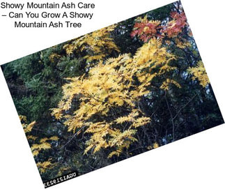 Showy Mountain Ash Care – Can You Grow A Showy Mountain Ash Tree