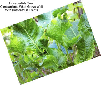 Horseradish Plant Companions: What Grows Well With Horseradish Plants
