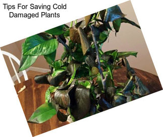 Tips For Saving Cold Damaged Plants