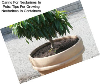 Caring For Nectarines In Pots: Tips For Growing Nectarines In Containers