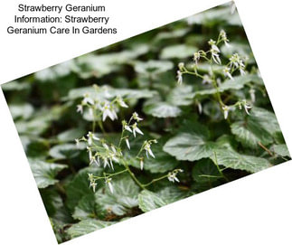 Strawberry Geranium Information: Strawberry Geranium Care In Gardens