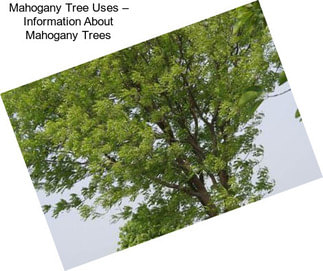 Mahogany Tree Uses – Information About Mahogany Trees