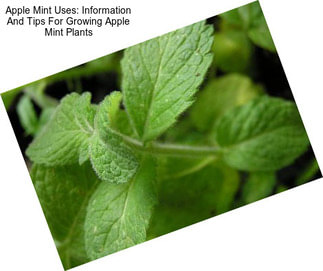 Apple Mint Uses: Information And Tips For Growing Apple Mint Plants