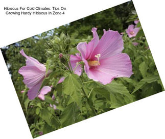 Hibiscus For Cold Climates: Tips On Growing Hardy Hibiscus In Zone 4