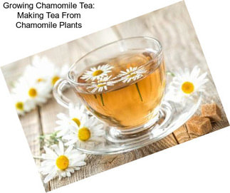 Growing Chamomile Tea: Making Tea From Chamomile Plants