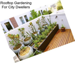 Rooftop Gardening For City Dwellers