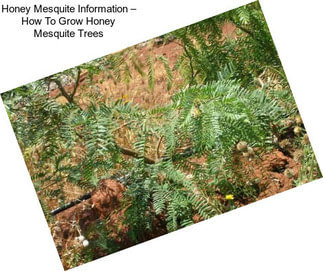 Honey Mesquite Information – How To Grow Honey Mesquite Trees