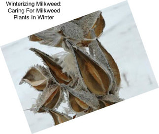 Winterizing Milkweed: Caring For Milkweed Plants In Winter