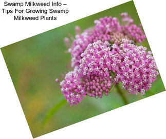 Swamp Milkweed Info – Tips For Growing Swamp Milkweed Plants