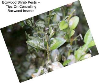 Boxwood Shrub Pests – Tips On Controlling Boxwood Insects
