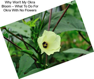 Why Won\'t My Okra Bloom – What To Do For Okra With No Flowers