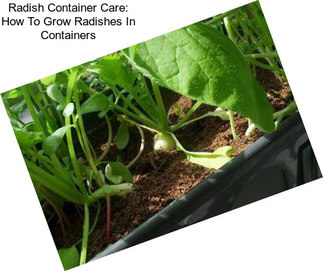 Radish Container Care: How To Grow Radishes In Containers