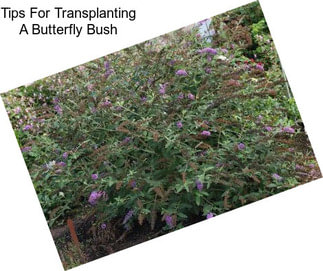 Tips For Transplanting A Butterfly Bush