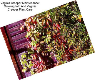 Virginia Creeper Maintenance: Growing Info And Virginia Creeper Plant Care