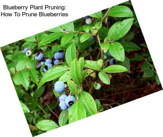 Blueberry Plant Pruning: How To Prune Blueberries