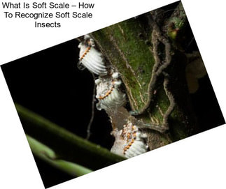 What Is Soft Scale – How To Recognize Soft Scale Insects