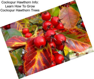 Cockspur Hawthorn Info: Learn How To Grow Cockspur Hawthorn Trees
