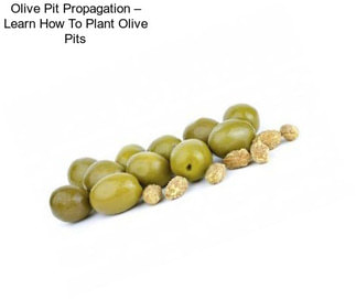 Olive Pit Propagation – Learn How To Plant Olive Pits