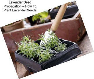 Lavender Seed Propagation – How To Plant Lavender Seeds