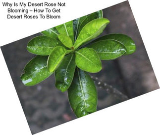 Why Is My Desert Rose Not Blooming – How To Get Desert Roses To Bloom