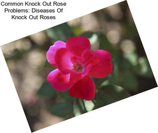 Common Knock Out Rose Problems: Diseases Of Knock Out Roses