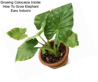 Growing Colocasia Inside: How To Grow Elephant Ears Indoors