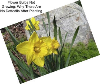 Flower Bulbs Not Growing: Why There Are No Daffodils After Planting