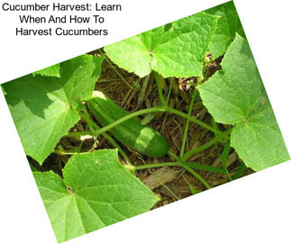 Cucumber Harvest: Learn When And How To Harvest Cucumbers