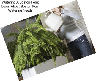 Watering A Boston Fern: Learn About Boston Fern Watering Needs