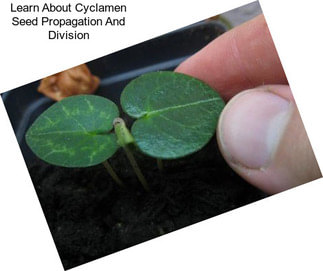 Learn About Cyclamen Seed Propagation And Division